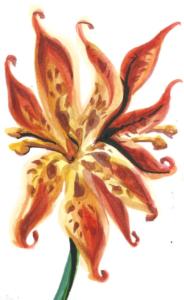Caribbean Lily